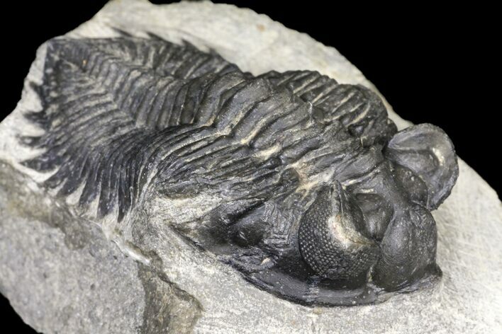 Bargain, Coltraneia Trilobite Fossil - Huge Faceted Eyes #119851